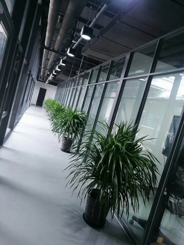 龙血树苗
