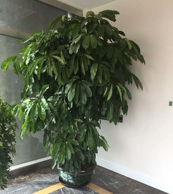 绿植租摆