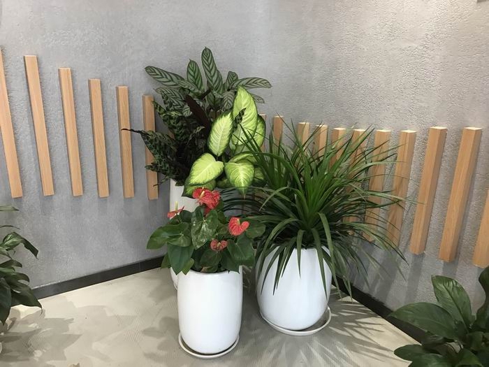 盆栽组合