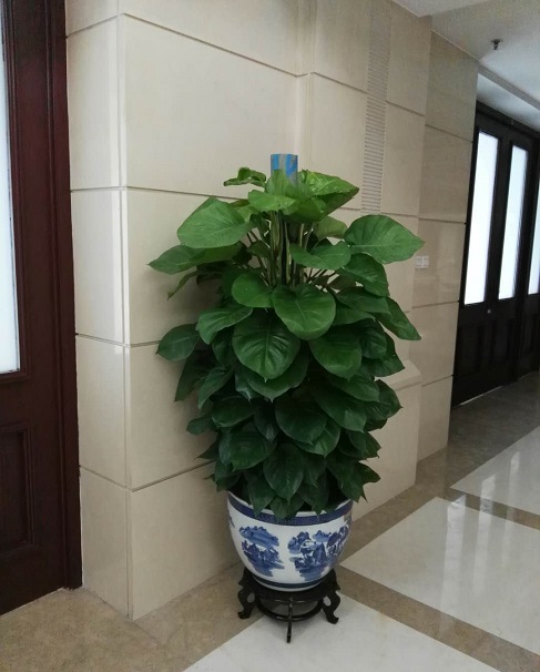 绿萝