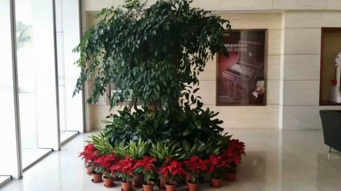 绿植租摆