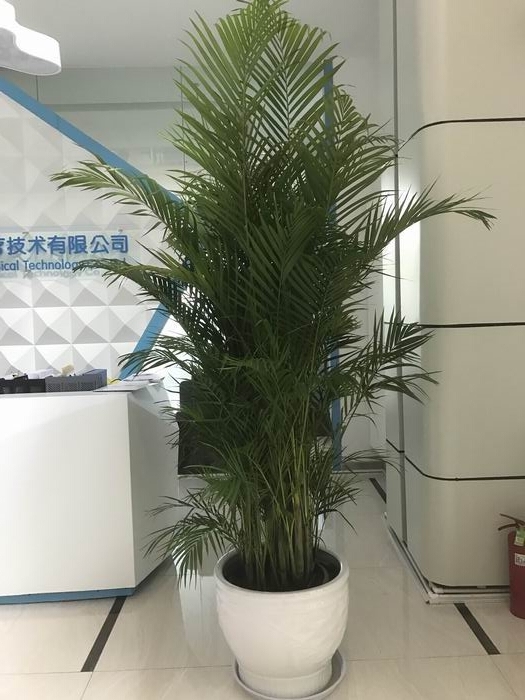 凤尾竹