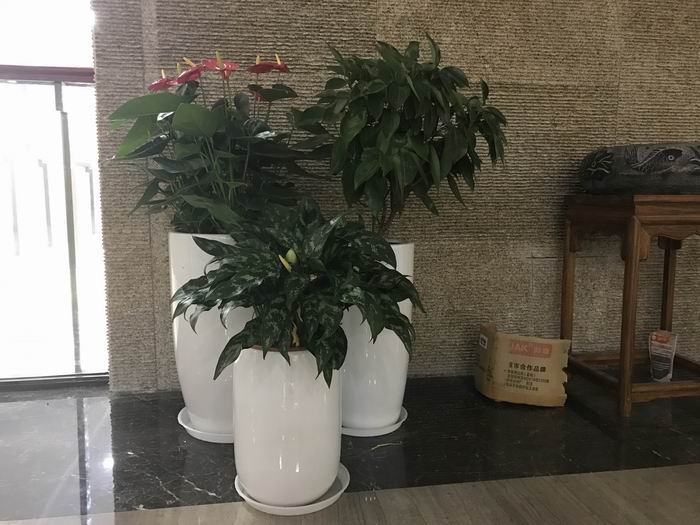 动物组合