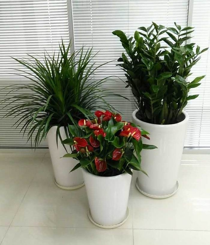 绿植组合