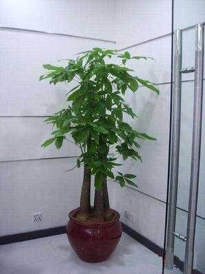 步步高发家树