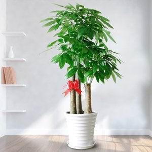 绿植租摆