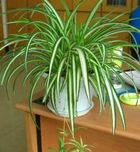 绿植租摆