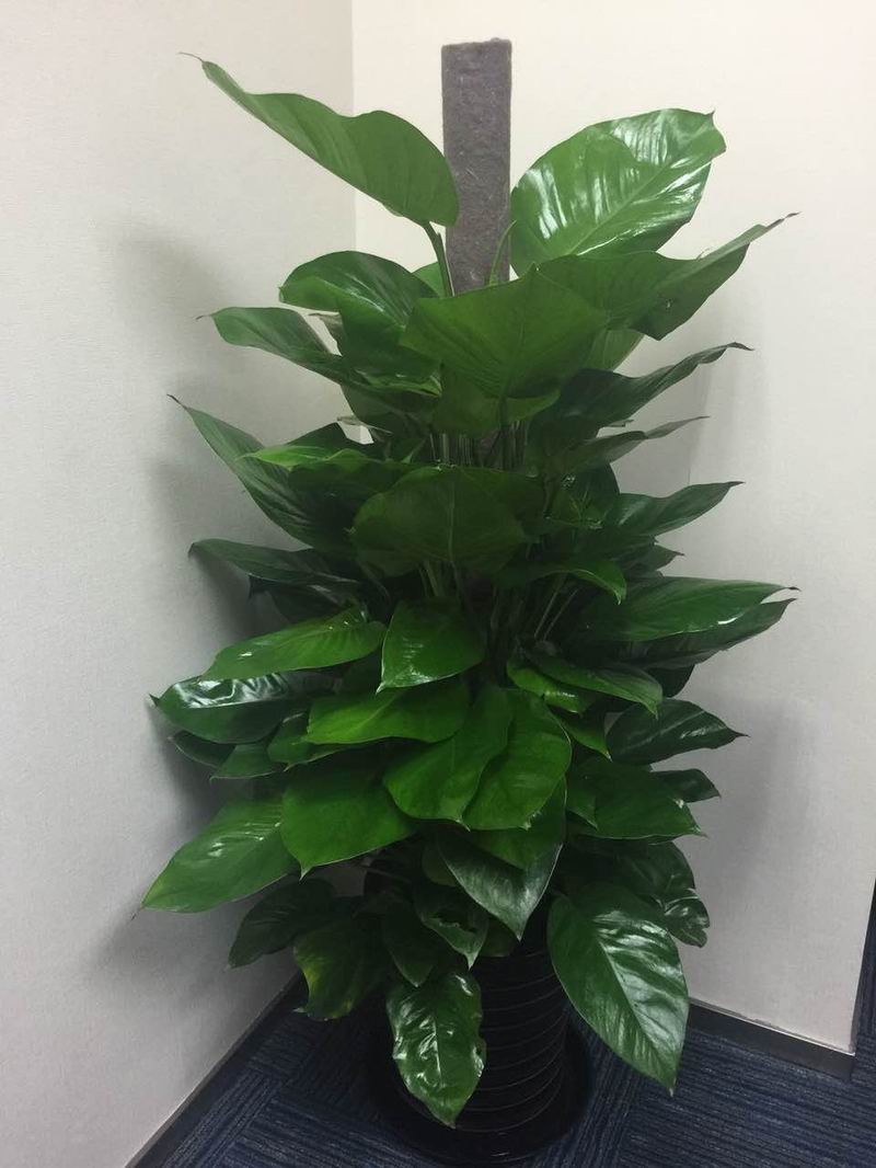 绿植租摆