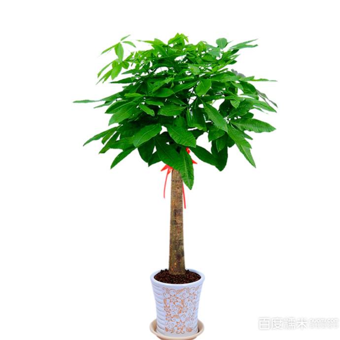 中型动物