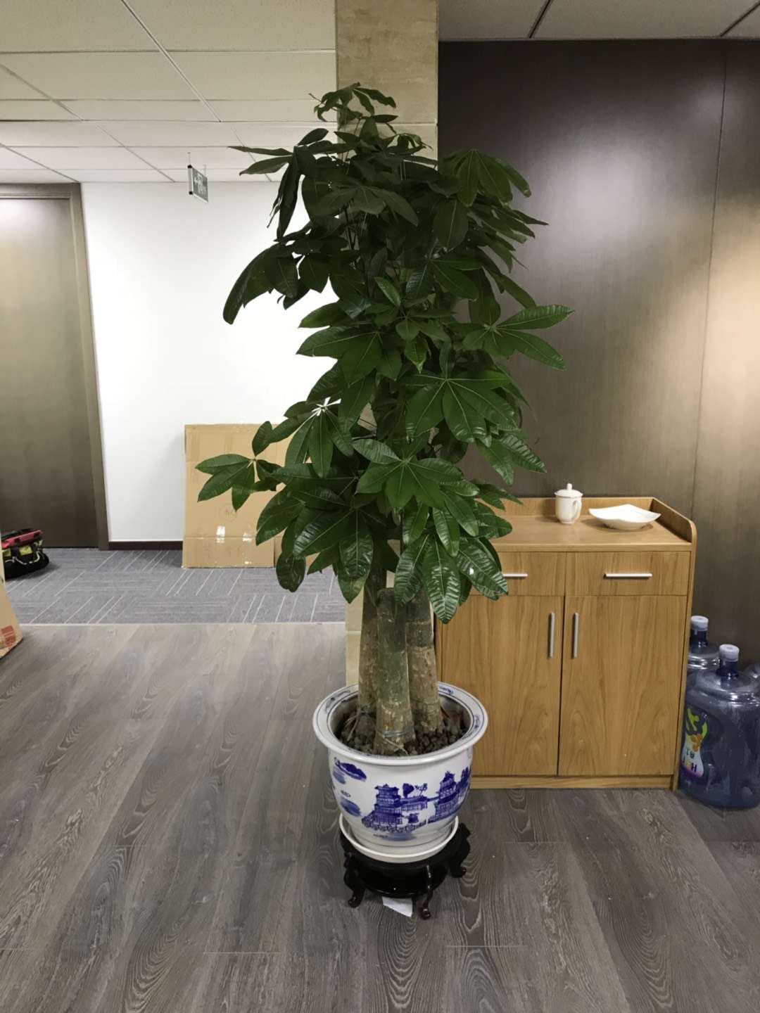 步步高发家树