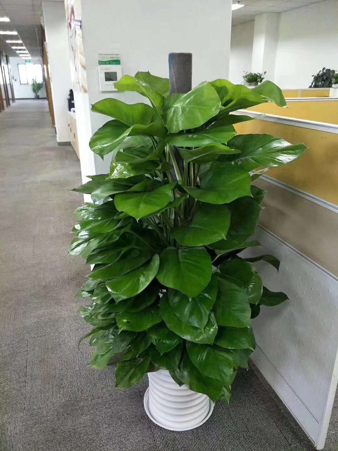 绿萝
