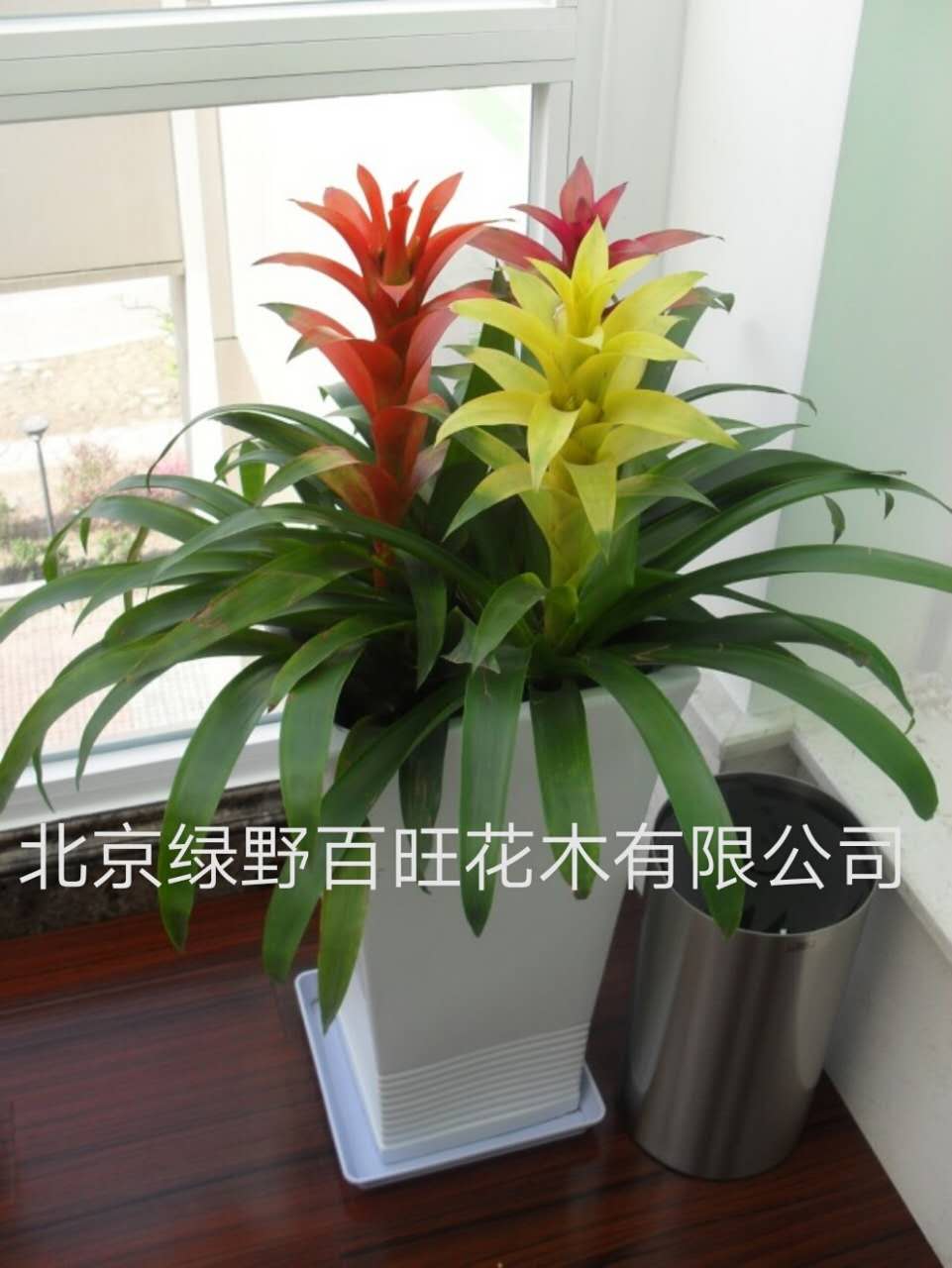 多彩鸿运当头