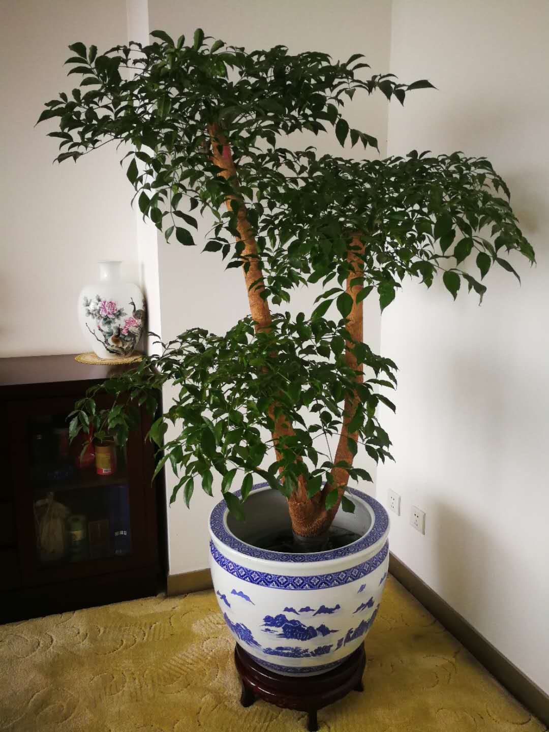 幸运树