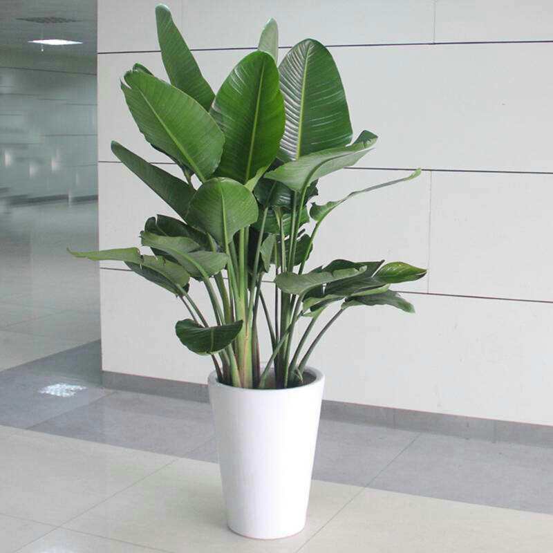 鹤望兰