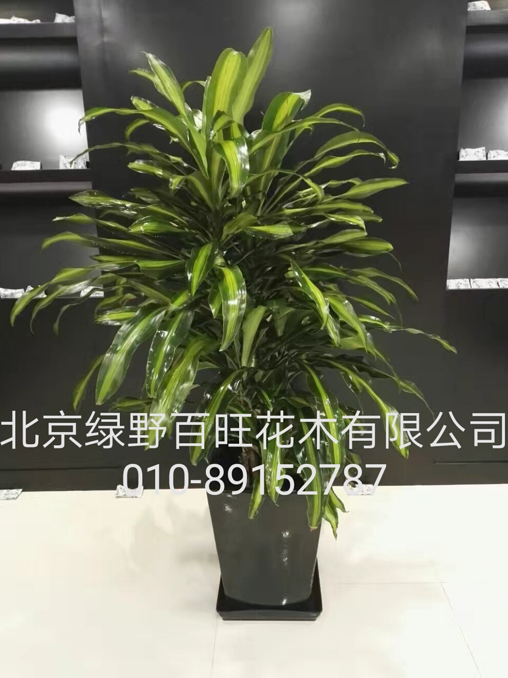 巴西铁