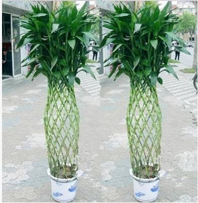 贫贱竹笼