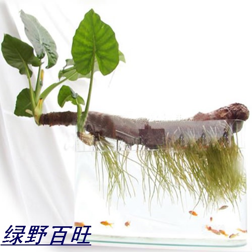 水培千手观音