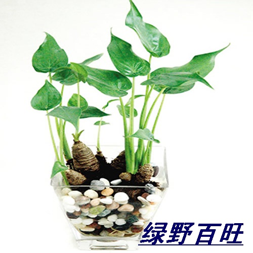 水培千手观音