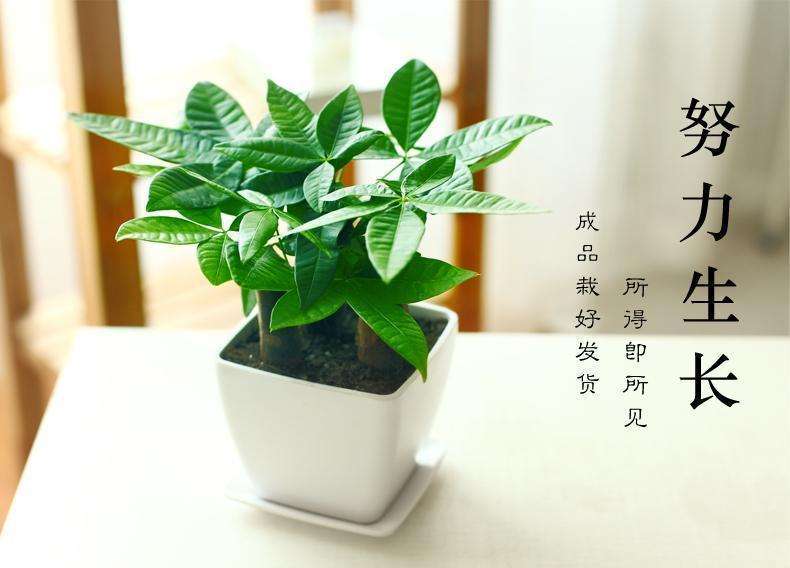 发家树
