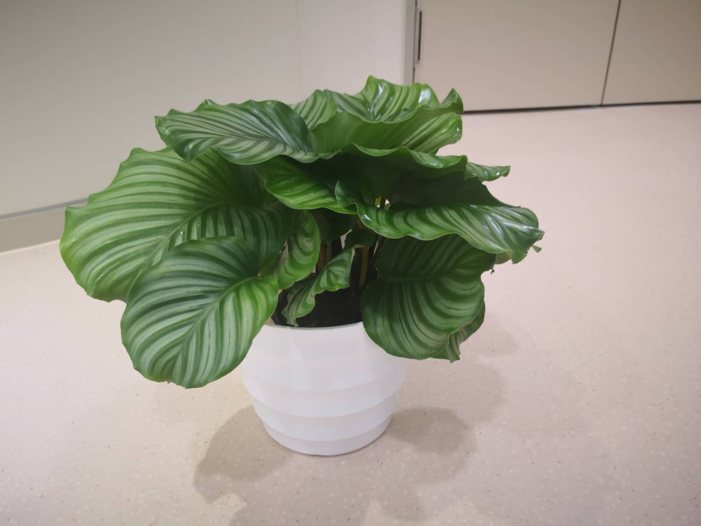 苹果茱萸