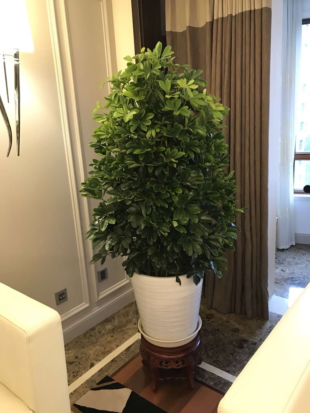 鸭掌木