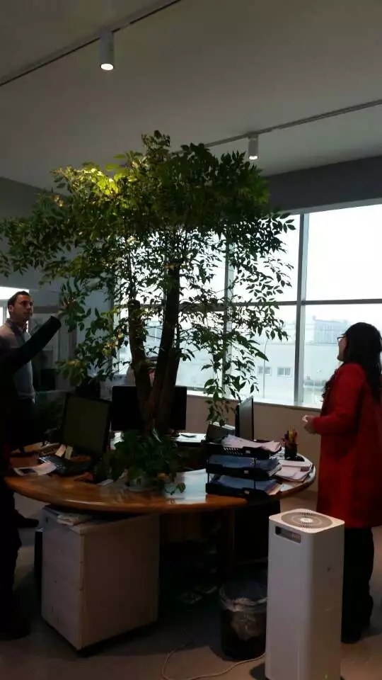 大树底下好纳凉