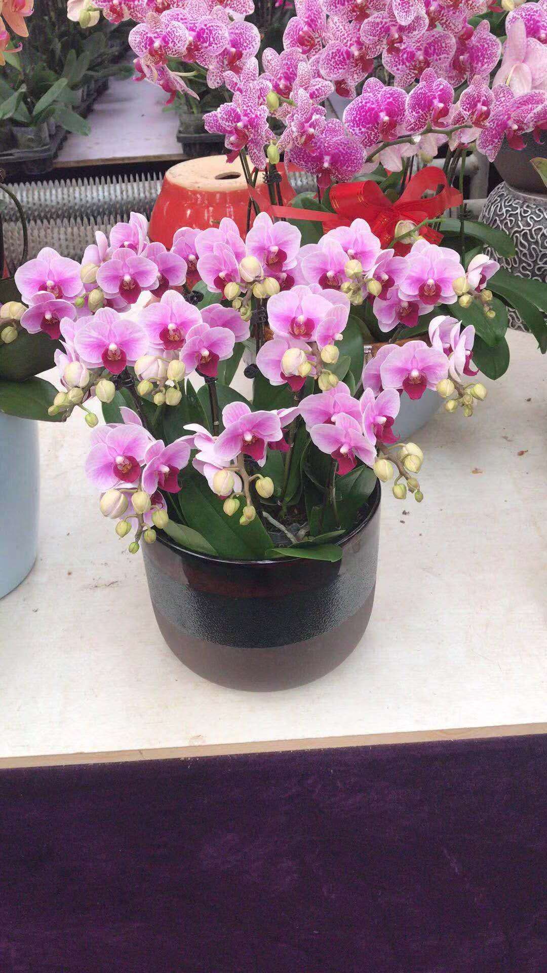 胡蝶兰