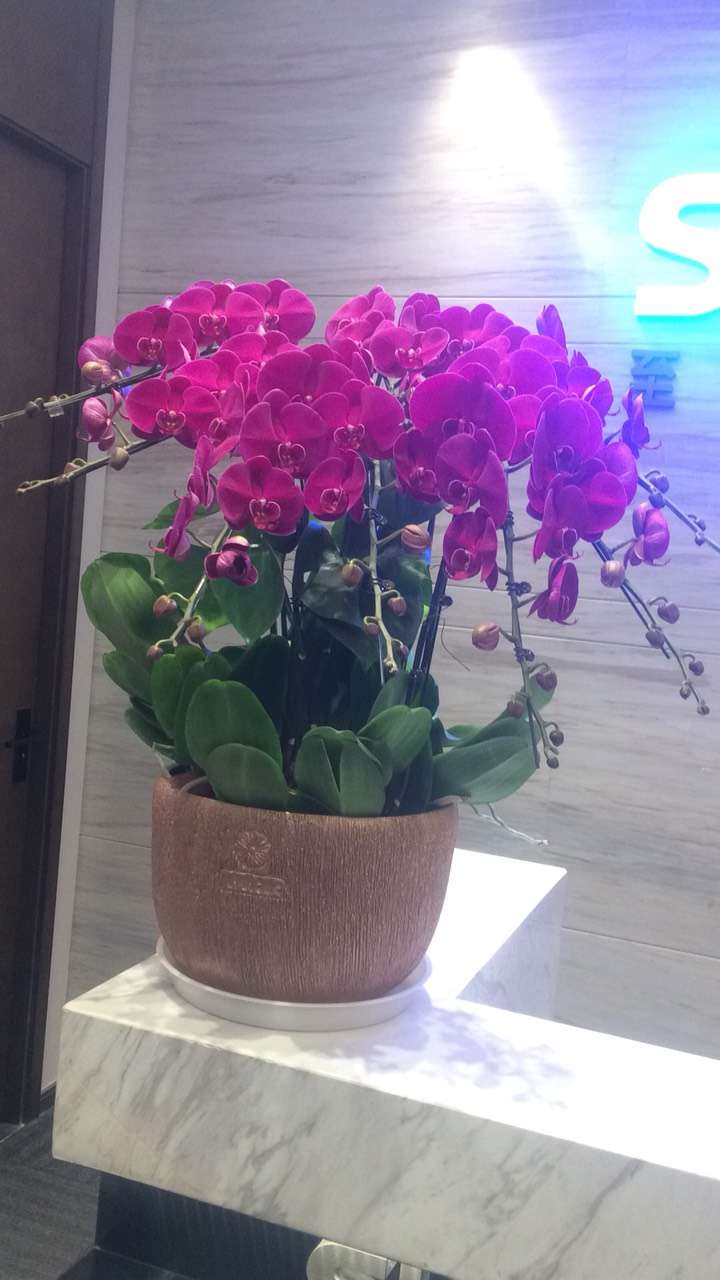 紫白色胡蝶兰