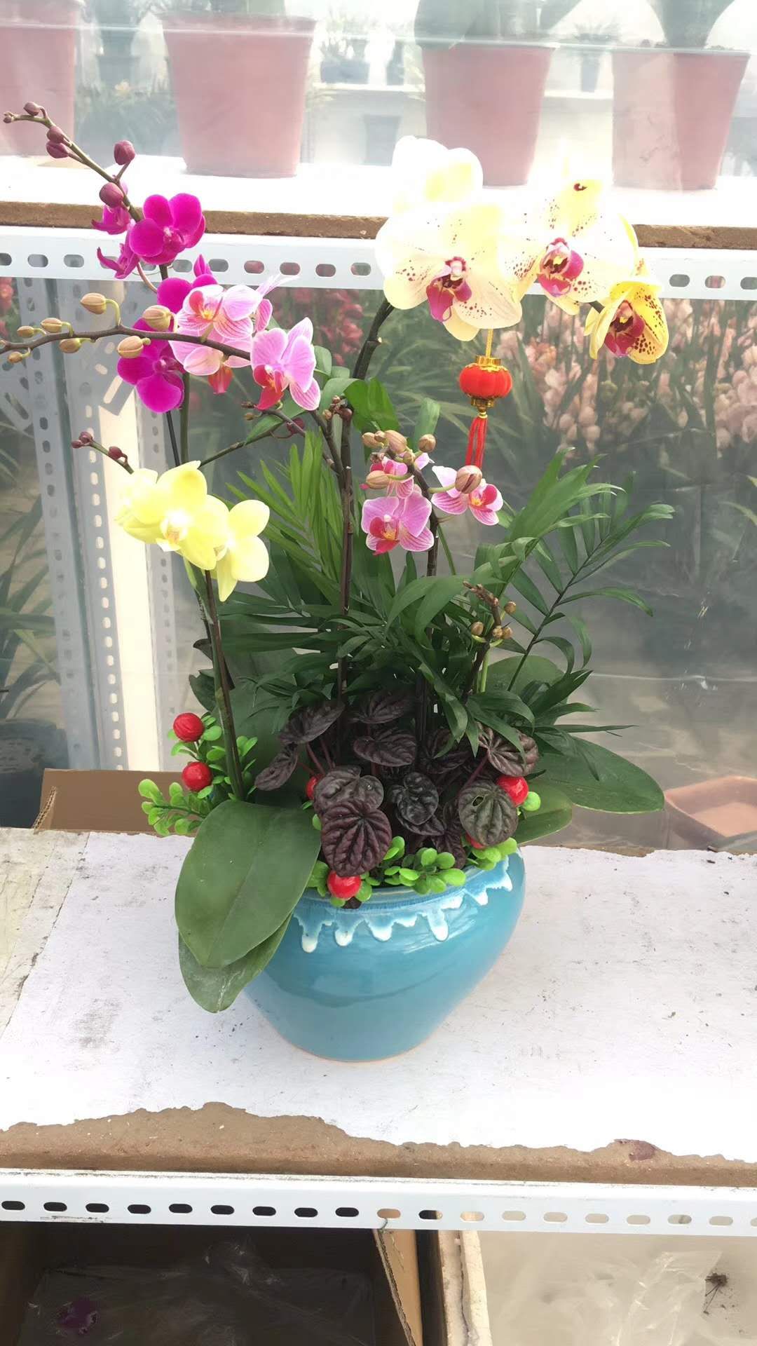 胡蝶兰