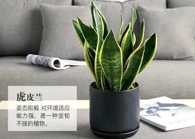 皋比兰