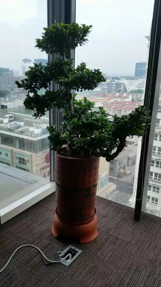 榕树盆景