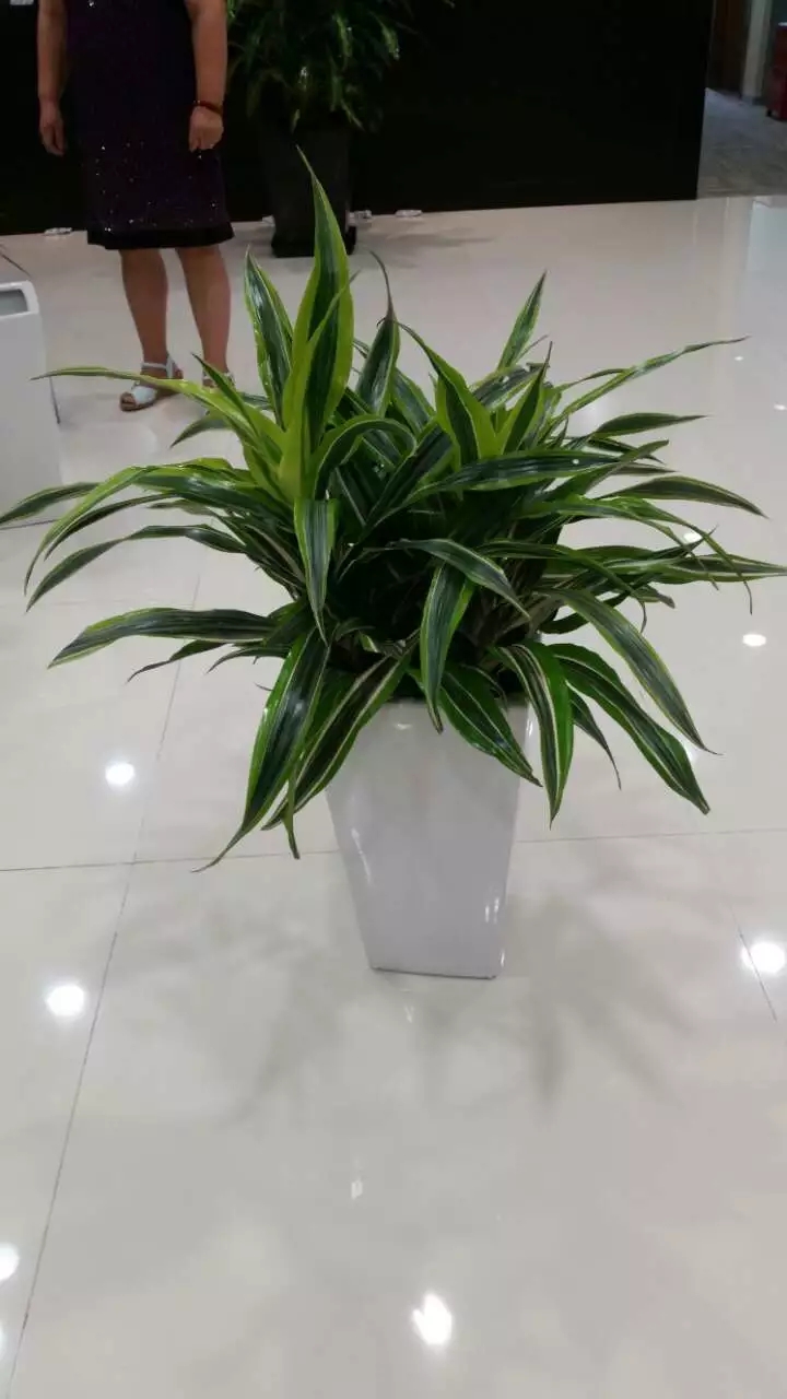巴西佳丽